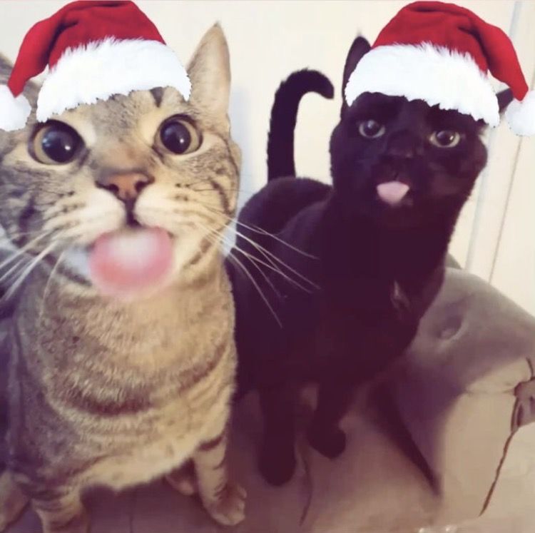 Christmas cat meme snowy playful