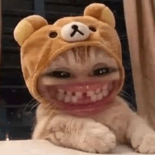 cat meme expressive wide-eyed close-up
