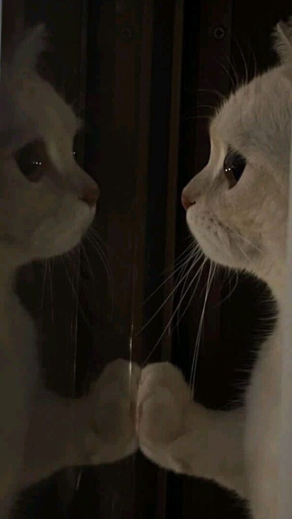Aesthetic sad cat profile picture with expressive eyes and background blur isolation