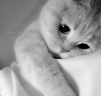 Cute sad cat PFP with tender comforting mood and soft neutral color palette